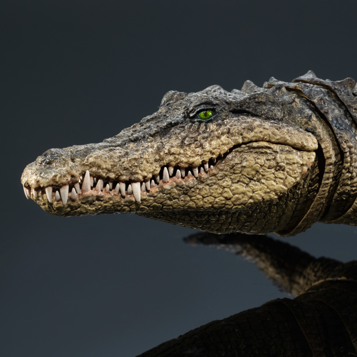 貴重！★迫力サイス！45ｃｍ ナイルワニ （Nile crocodile） 頭骨 ULTIMATE NILE CROCODILE | PREMIUM BANDAI Singapore [Official